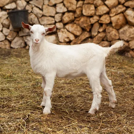 Zlatni Lav Martinscica (Cres)